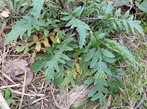  Plant with basal leaves